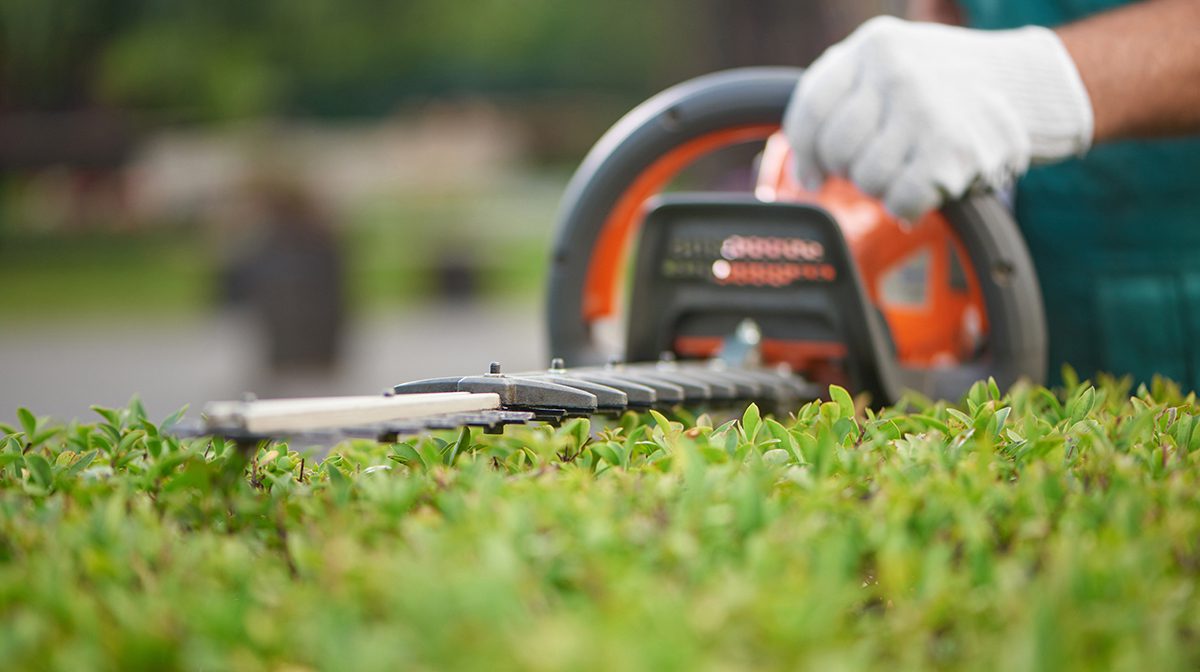 Close up of hedge trimmer cutting bushes to ideal fence. Close up of hedge trimmer cutting bushes to ideal fence.