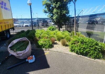 Hedge Trimming and Pruning Services