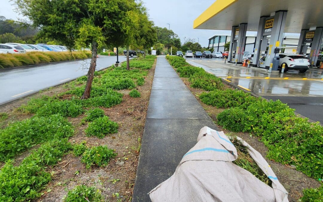 Up Your Curb Game: Best Commercial Landscape Maintenance Companies