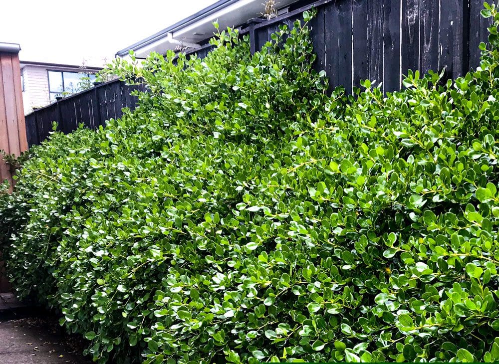 Auckland’s Best Hedge Trimming and Pruning Services